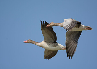 Grey leg gees in flight
