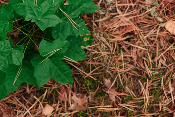 Young maple leaves in morning light