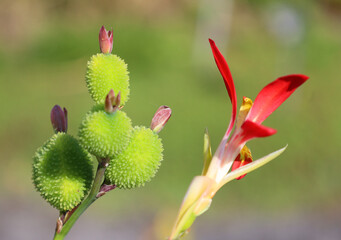 Fruit of canna or canna lily is the only genus of flowering plants in the family Cannaceae, consisting of 10 species. All of the genus's species are native to the American tropics