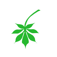 Leaf Cassava Vector Illustration 