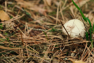 Dangerous Amanita phalloides, commonly known as the death cap