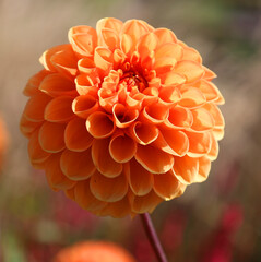 Dahlia is a genus of bushy, tuberous, perennial plants native to Mexico, Central America, and...
