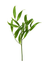 Twig of italian ruscus (DANAE RACEMOSA) with green leaves isolated on white or transparent background