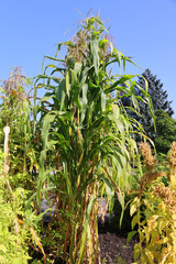 Flint corn (Zea mays var. indurata; also known as Indian corn or sometimes calico corn) is a variant of maize, the same species as common corn