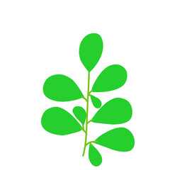 Moringa Leaf 