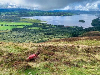 dog hiking conic hill in scotland with views of lock Lomond