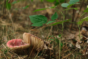 Russula emetica, also known as the sickener, emetic russula, or vomiting russula, is a basidiomycete mushroom