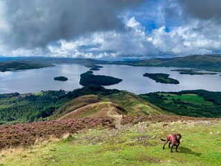 dog hiking conic hill in scotland with views of lock Lomond