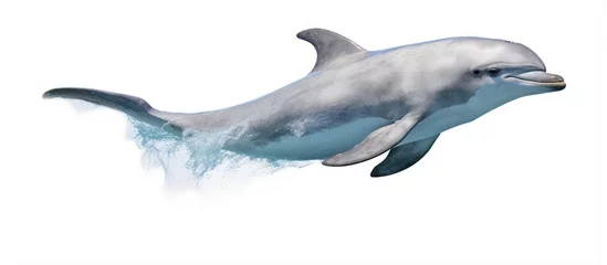 Rolgordijnen Risso s dolphin scientifically known as Grampus griseus With copyspace for text © 2rogan