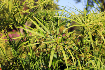 Cyperus alternifolius, the umbrella papyrus, umbrella sedge or umbrella palm, is a grass-like plant...