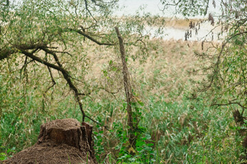 Close-up of roots of a tree growing on a tree stump in a rainforest, heritage forest