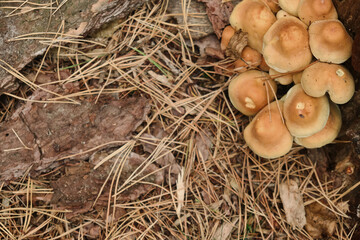 Many poisonous mushrooms growing in forest near tree stump