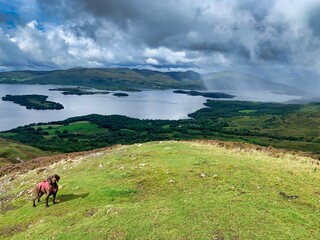 dog hiking conic hill in scotland with views of lock Lomond