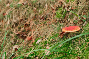 Red poisonous fly agaric in the forest. Fly agaric red. Close-up.