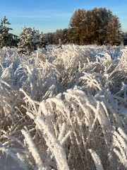 frozen and snow-covered grasses in a field against the background of an icy forest and a blue sky on a sunny winter day