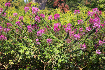 Cleome is a genus of flowering plants in the family Cleomaceae, commonly known as spider flowers, spider plants, spider weeds, or bee plants