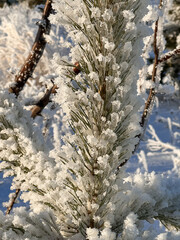 frozen and snow-covered pine needles in the sun in winter. close shooting
