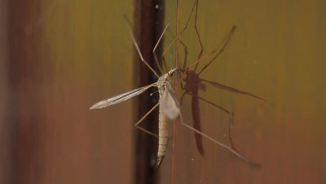 Cranefly sitting on a wooden door, close up