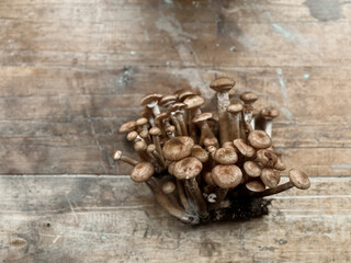 Mushrooms of honeydew are lying on a wooden table. View from above. Copy space
