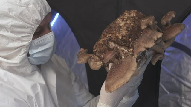 Happy Farmer look at Shiitake Lentinula Edodes mushrooms. Shii Take home farming cultivation growing harvest.