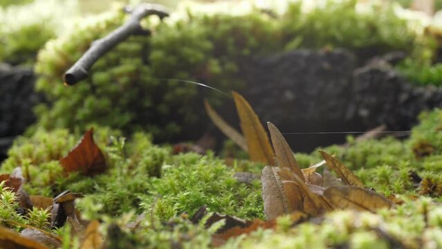 Spider silk dansing in the wind around a branch and green moss