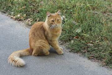 one big orange fluffy home beautiful on vacation young funny cat sitting and looking on the road near green grass on the street during the day