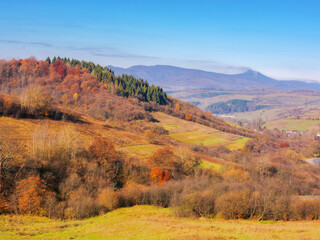 mountainous countryside in fall season. empty grassy meadows and colorful trees on the hill on a sunny autumn day. ridge with high peak in the distance