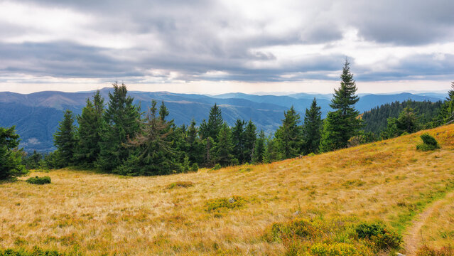 trees on the grassy hill. mountainous carpathian countryside in early autumn. cloudy weather with gray sky