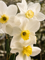 Bouquet of white daffodils on the background of cherry blossoms in the garden. The first spring flowers