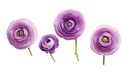 Set of Purple Ranunculus Flowers Isolated on Transparent Background - Top View, PNG - obrazy, fototapety, plakaty