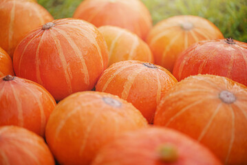 Ripe orange pumpkins. Harvesting. Pumpkins lie on the grass.