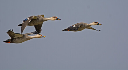 spot billed ducks flying in the sky