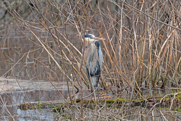 Great Blue Heron Hiding in a Wetland Thicket