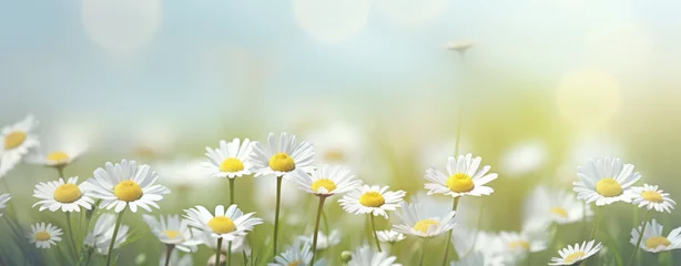 Fotobehang Beautiful spring landscape with meadow yellow flowers and daisies, blooming in the sun on sun flare background © MD Media