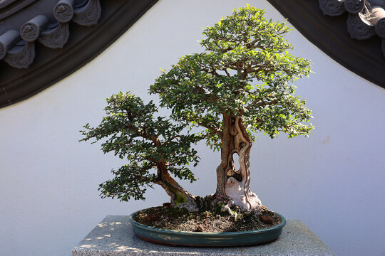 Japanese bonsai. It is an Asian art form using cultivation techniques to produce small trees in containers that mimic the shape and scale of full size