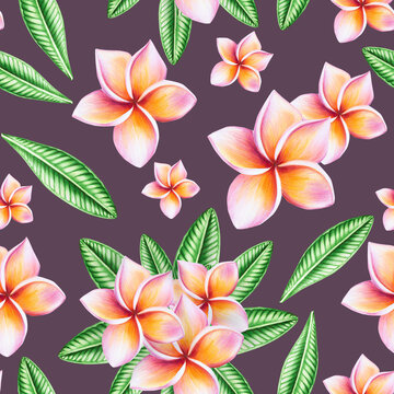 Watercolor seamless pattern with realistic tropical illustration of plumeria flowers with leaves isolated on white background. Beautiful botanical hand painted frangipani clip art. For