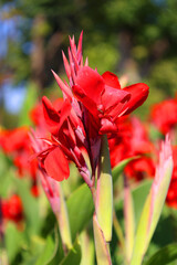 Canna or canna lily is the only genus of flowering plants in the family Cannaceae, consisting of 10...