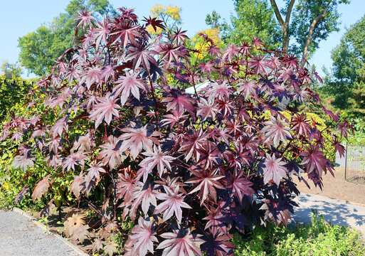 Ricinus communis, the castor bean or castor oil plant is a species of perennial flowering plant in the spurge family, Euphorbiaceae. It is the sole species in the monotypic genus, Ricinus, 