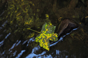 Rötelbach, Schwarzwald, herbstliches Ahornblatt