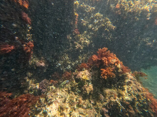 Underwater snorkeling in Las Rotas beach nature reserve in Denia Alicante Spain
