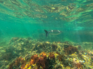 Fototapeta na wymiar Underwater snorkeling in Las Rotas beach nature reserve in Denia Alicante Spain