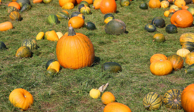 Freshly picked colorful squashes and pumpkins on display at the farm