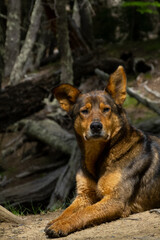 one brown male dog with imposing look with one drooping ear, lying elegantly with a serious expression, defocused forest background with trees, vertical cutout