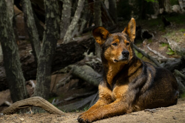 a beautiful male dog lying in an imposing and elegant way with a serious expression or look, background of a gray defocused forest, with space for text