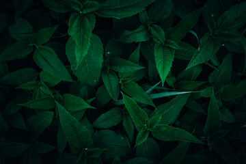Dark green Jerusalem Artichoke leaves texture pattern