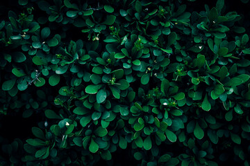 Dark green Barberry bush leaves pattern texture