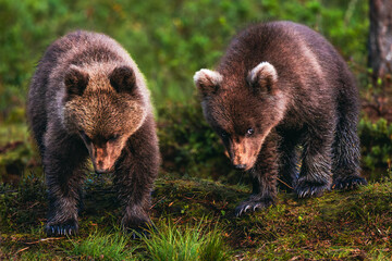 brown bear cubs © Artem