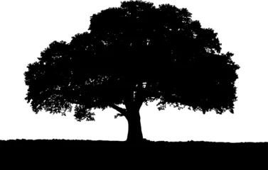 Fotobehang Black vector image of a silhouette of a large tree in summer, isolated on a white background. © andrew7726
