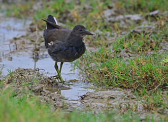 crake in water