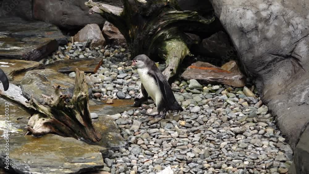 Canvas Prints humboldt penguin walking on the stones